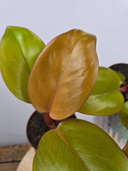 Philodendron 'Mars'