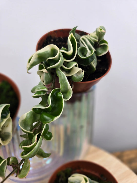 Hoya carnosa Compacta 'variegata'