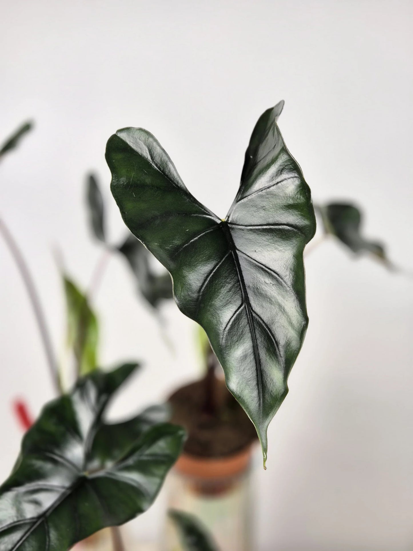 Alocasia princeps 'Purple Cloak'