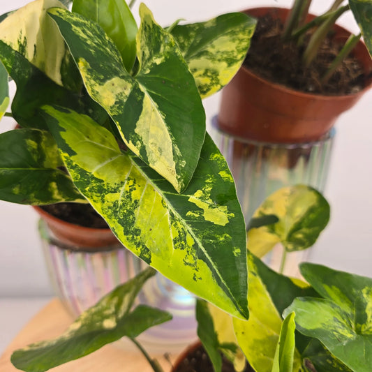 Syngonium Aurea