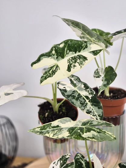 Alocasia Micholitziana 'Frydek variegata'