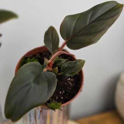 Philodendron squamiferum x serpens