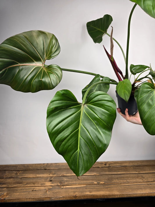 Philodendron 'Summer Glory'