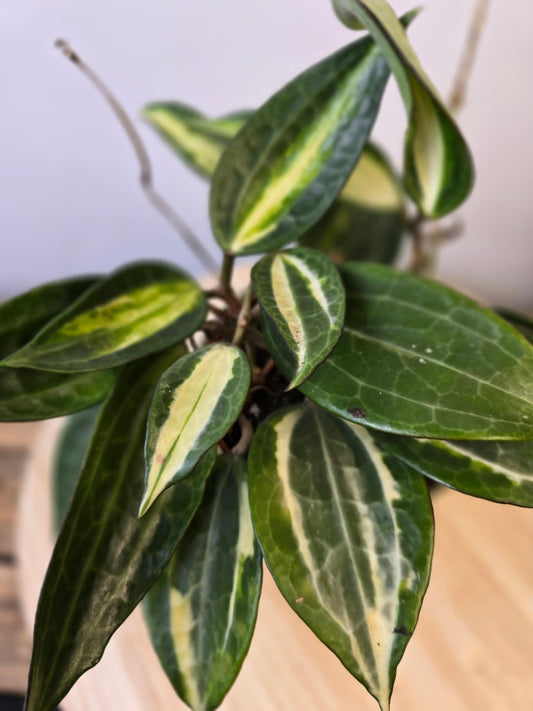 Hoya latifolia 'Pot of Gold'