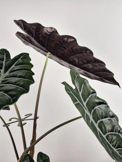 Alocasia chantrieri