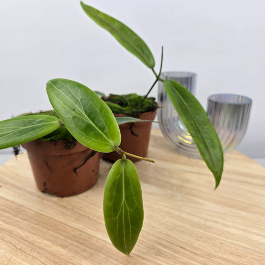 Hoya soligamiana