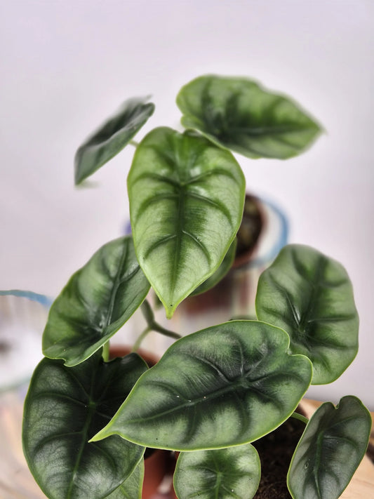 Alocasia reversa