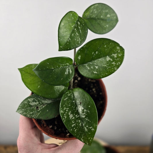 Hoya carnosa 'Freckles Splash'