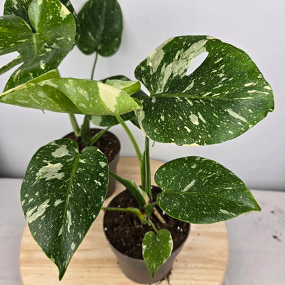 Monstera 'Thai Constellation'