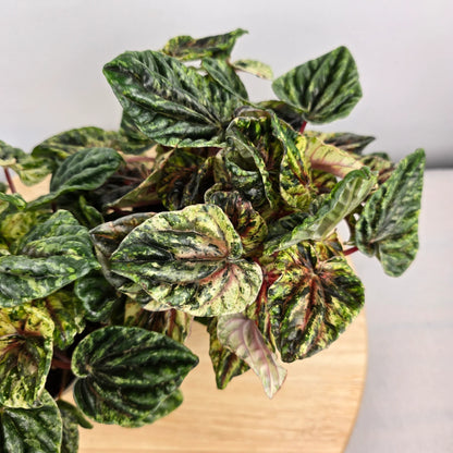 Peperomia caperata 'Buenos Aires'