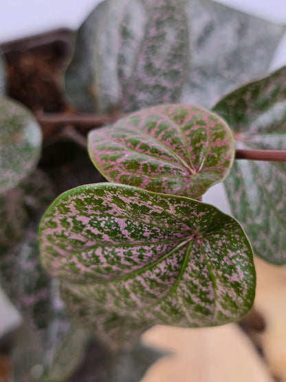 Piper ornatum