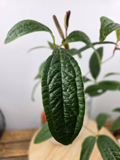 Anthurium arisaemoides
