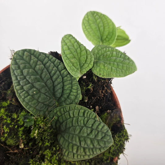 Rhaphidophora tenuis 'Silver'