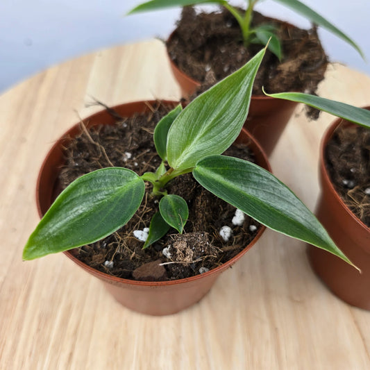 Philodendron 'Spiritus Sancti'