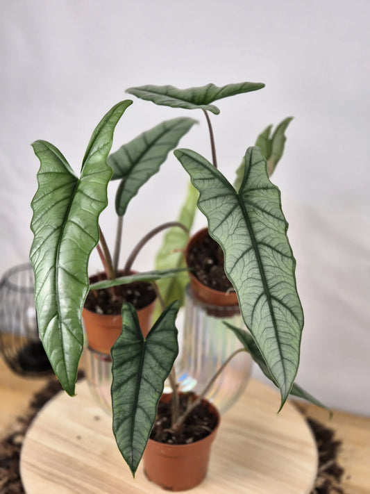 Alocasia Heterophylla