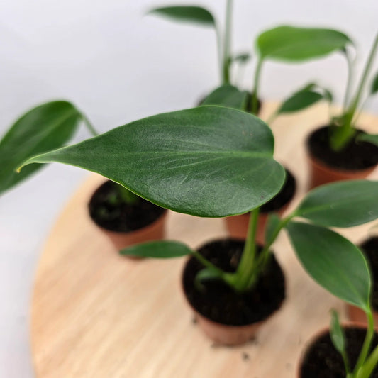 Monstera Burle Marx Flame 'S'