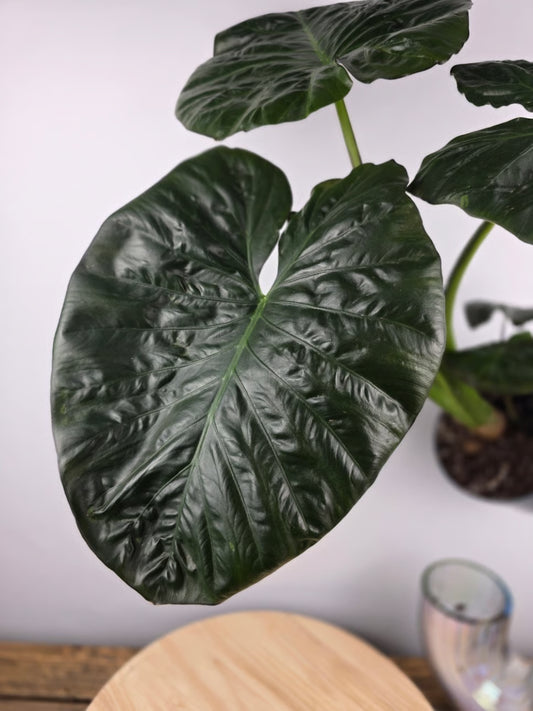 Alocasia Serendipity