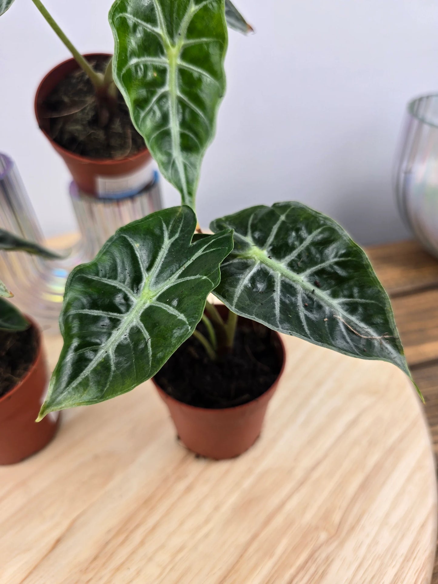 Alocasia Mandalay