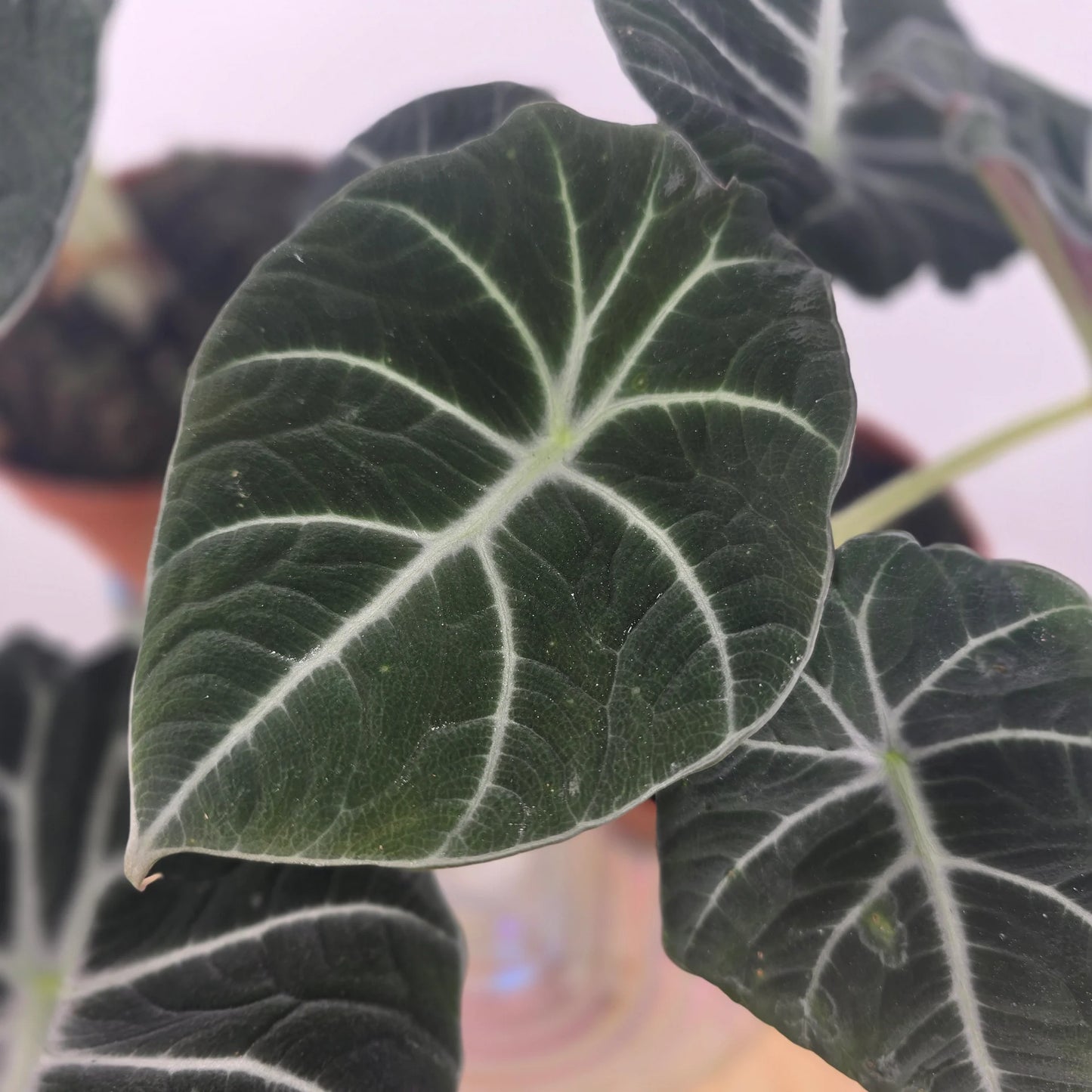 Alocasia 'Black Velvet'