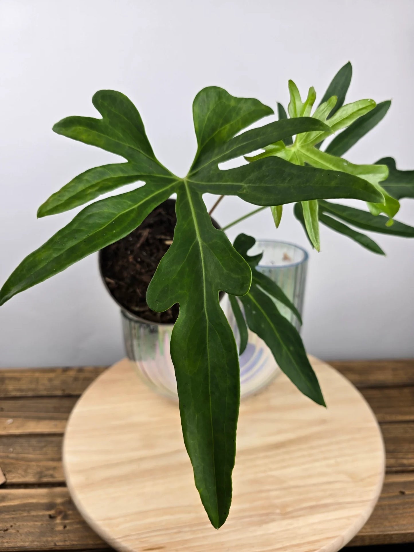 Anthurium podophyllum