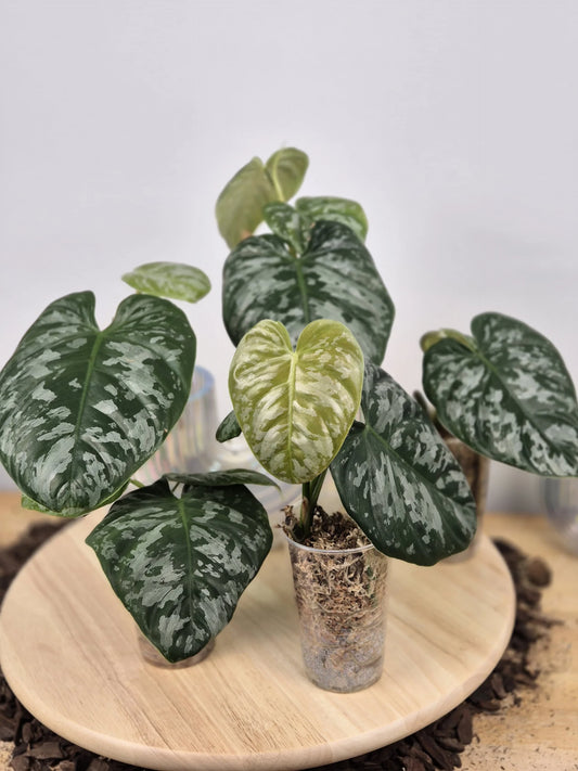 Philodendron Brandtianum 'Wild Form' (RC)