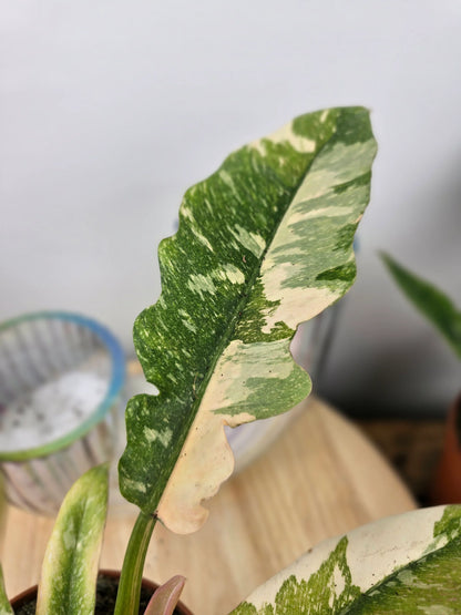 Philodendron 'Ring of Fire'