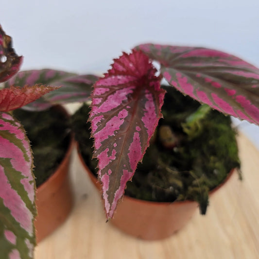 Begonia brevirimosa
