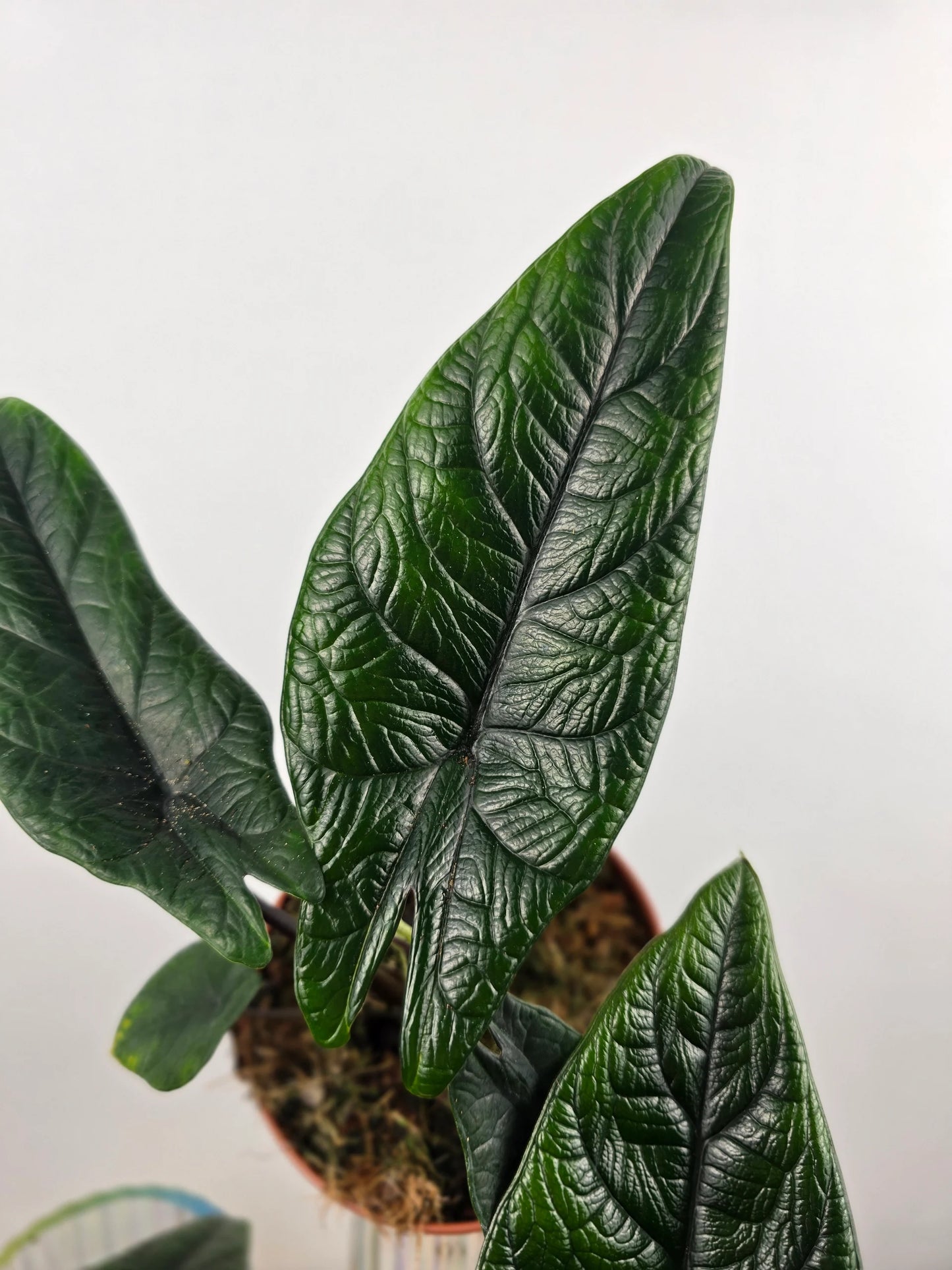 Alocasia Scalprum