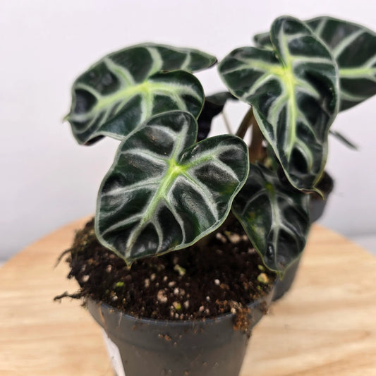 Alocasia Balloon Heart