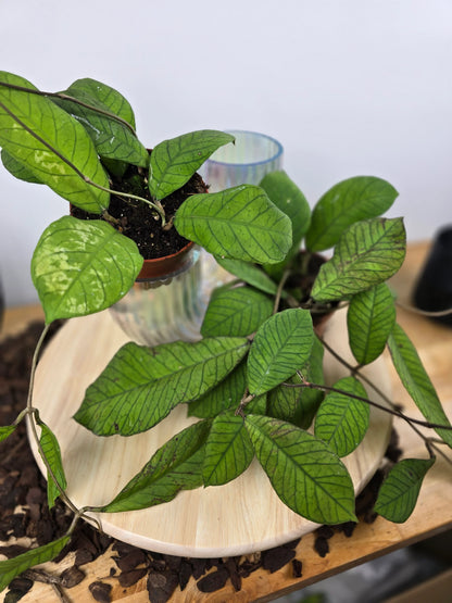 Hoya sp Sabah