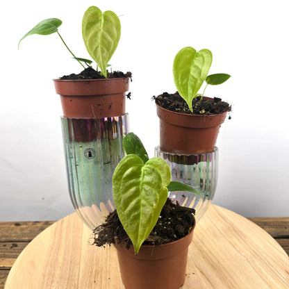Anthurium Veitchii 'S'