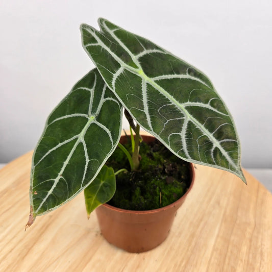 Alocasia 'Watsoniana'