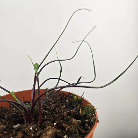Alocasia plumbea 'Flying Squid'
