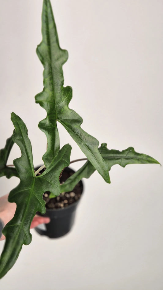Alocasia Sabrina 'Narrow'