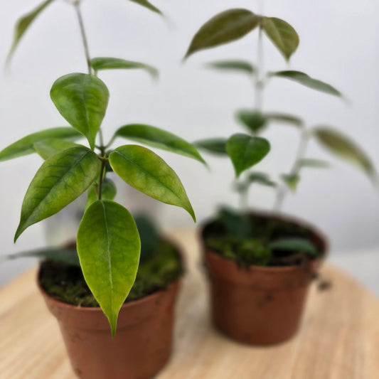 Hoya Paziae