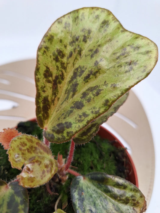 Begonia blancii mottled
