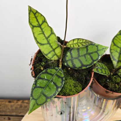 Hoya callistophylla 'Black Cat'
