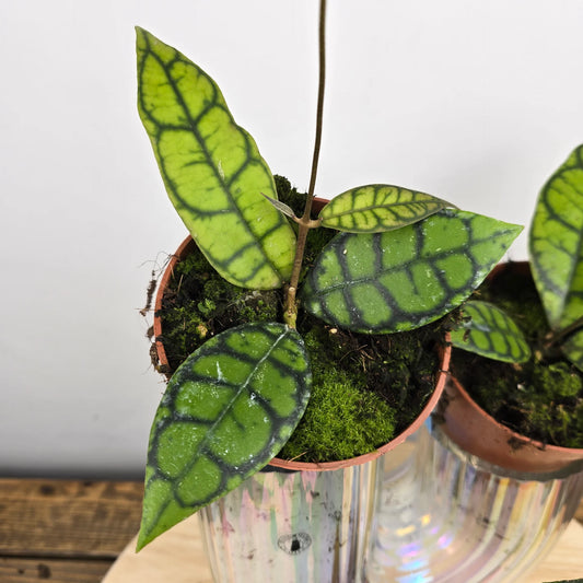 Hoya callistophylla 'Black Cat'