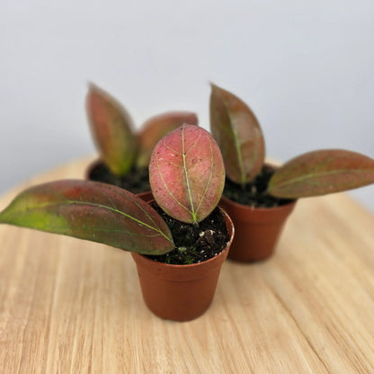 Hoya Tequlia Sunrise