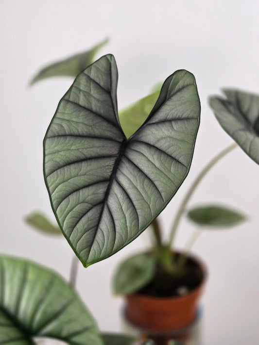 Alocasia Platinum