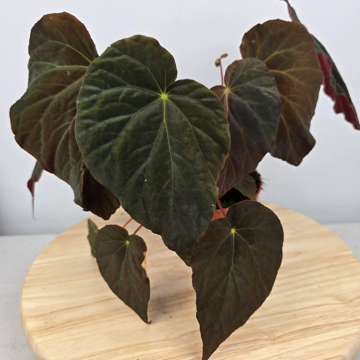 Begonia pavonina