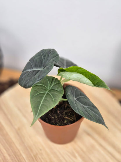 Alocasia Maharani