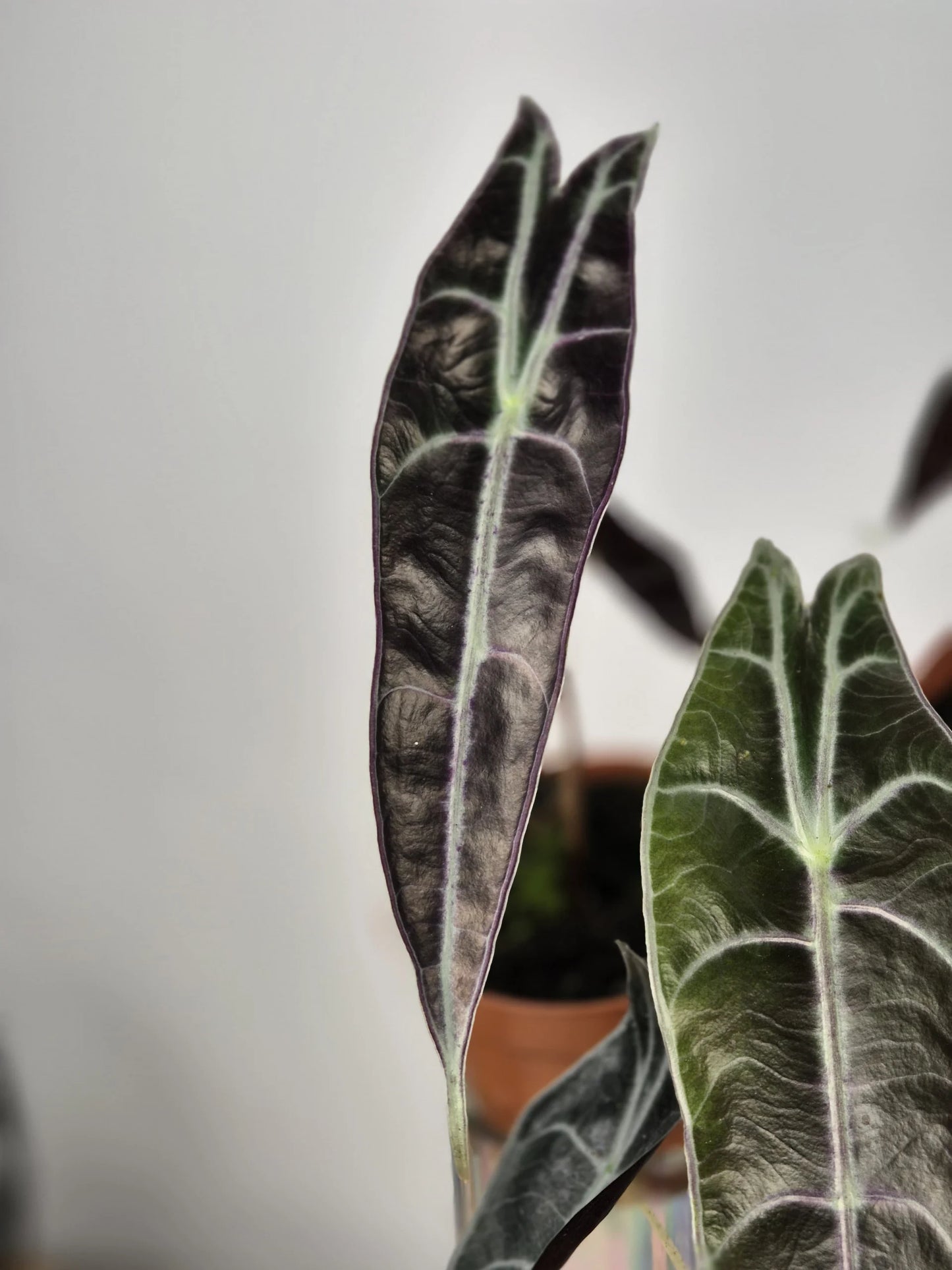 Alocasia Longiloba 'Purple'