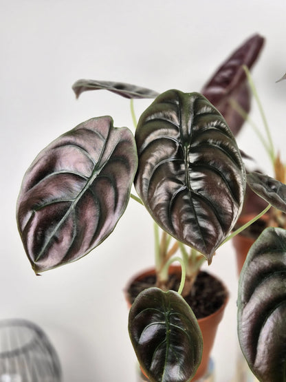 Alocasia Cuprea Red Secret