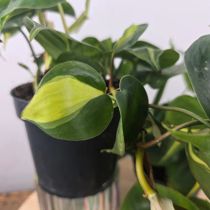Philodendron scandens 'Brasil'