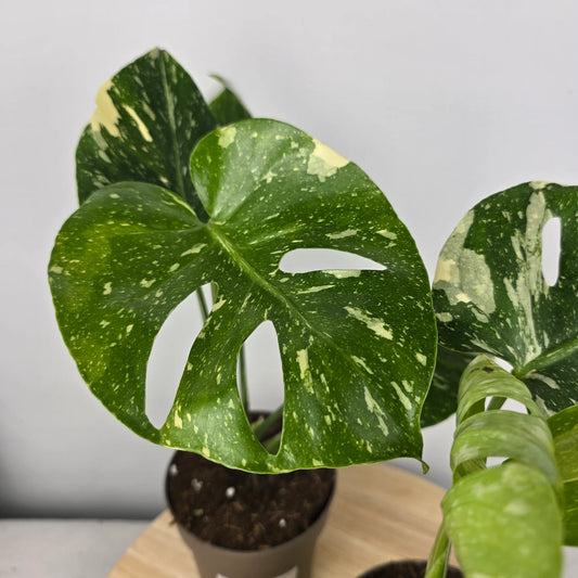 Monstera 'Thai Constellation'