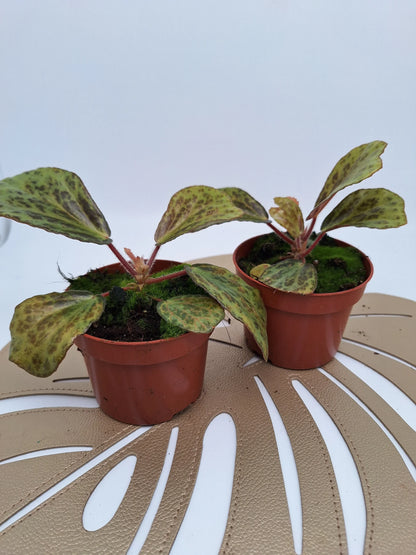 Begonia blancii mottled