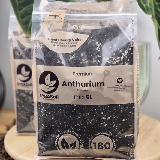 Anthurium Mix