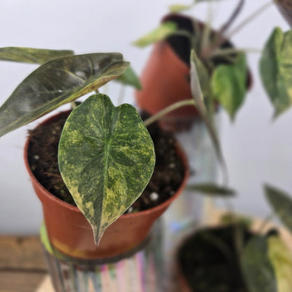 Alocasia wentii 'Aurea'