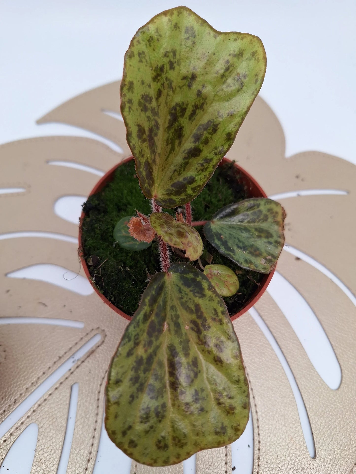 Begonia blancii mottled
